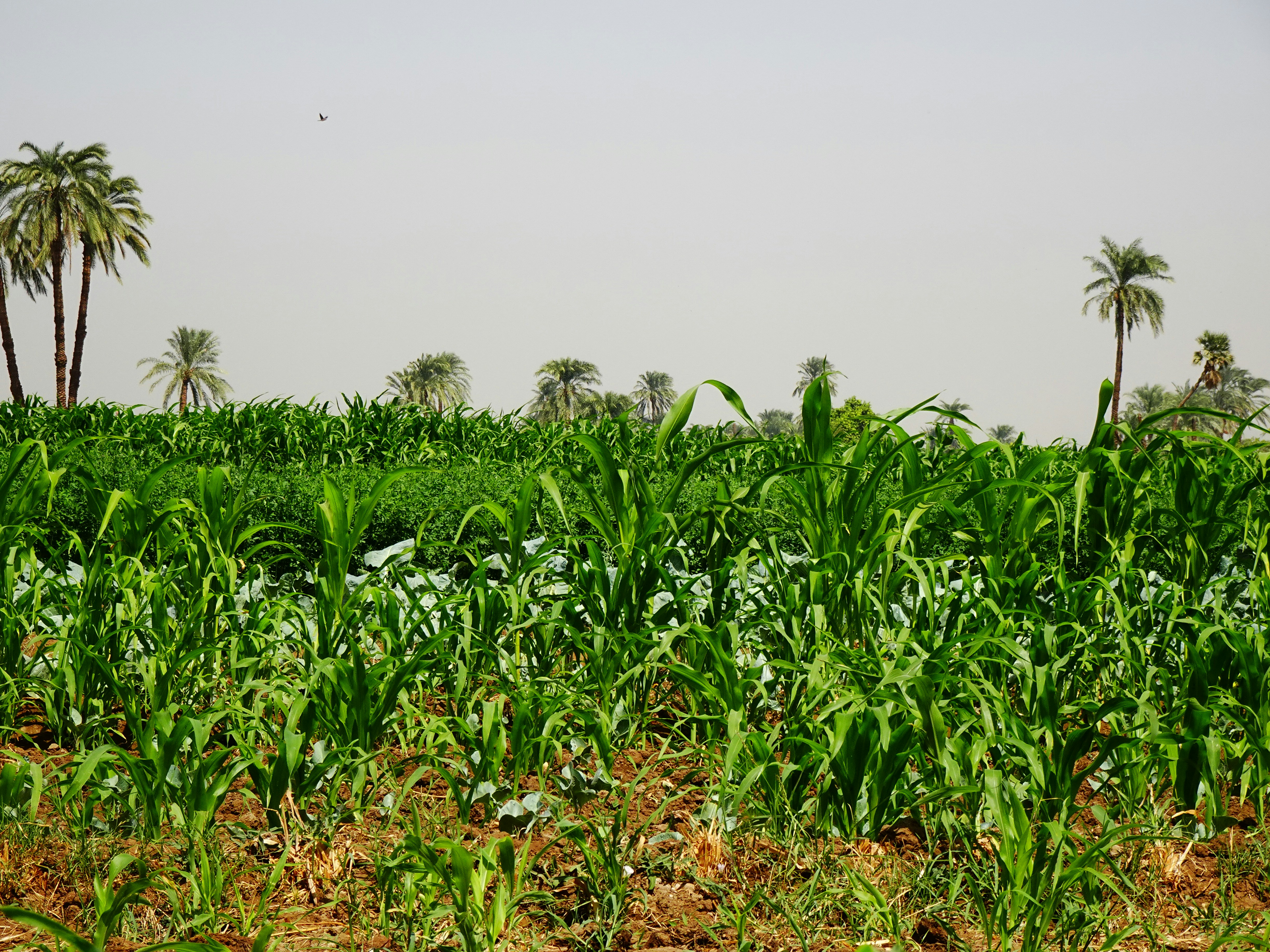 Green maize plantation