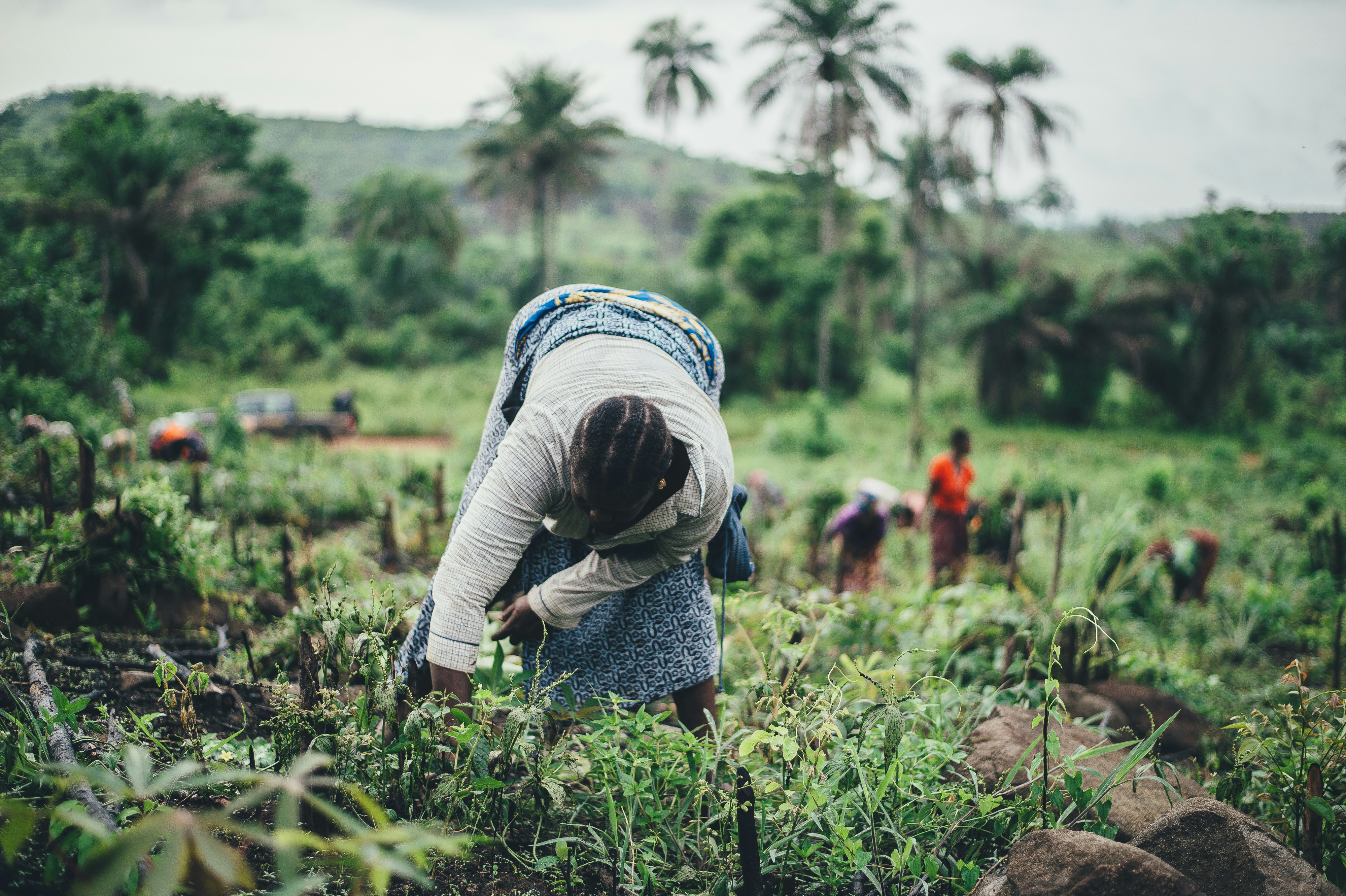 Farmer planting